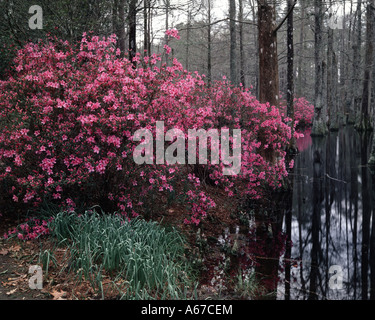 Brillante Azalee blüht auf den Büschen bei Cypress Gardens in der Nähe von Charleston in South Carolina Stockfoto