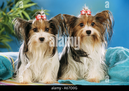 zwei Yorkshire-Terrier Hunde mit hairbow Stockfoto