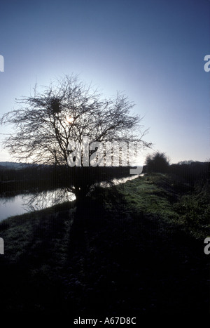 Baum am Grand Union Canal in Bletchley Silhouette Stockfoto