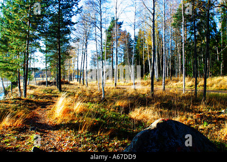 Birken Stockfoto