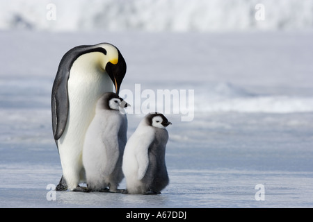 Kaiserpinguin (Aptenodytes forsteri). Erwachsene und zwei Küken auf Eis. Antarktis Stockfoto