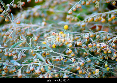 Artemisia Absinthium Wermut Stockfoto