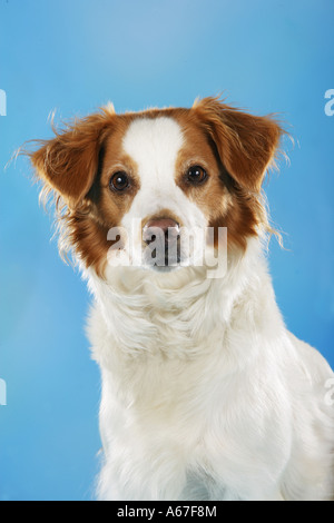 Kromfohrlander - Porträt - Ausschneiden Stockfoto