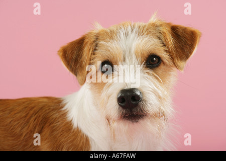 Kromfohrlander - Porträt - Ausschneiden Stockfoto