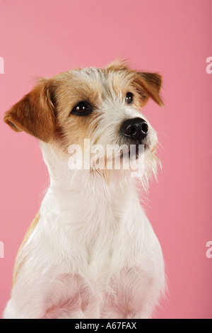 Kromfohrlander - Porträt - Ausschneiden Stockfoto