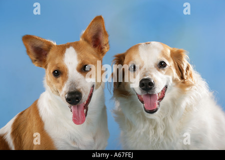 Jack Russell Terrier und halbe Rasse Hund - Ausschneiden Stockfoto