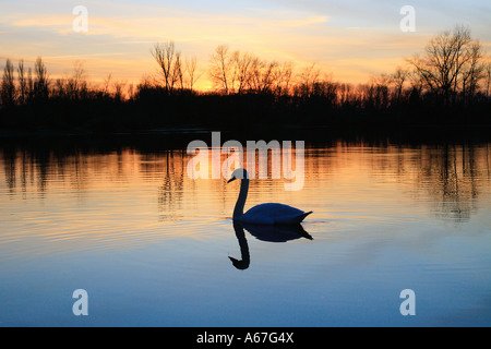 Höckerschwan - Sonnenuntergang / Cygnus Olor Stockfoto