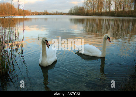 Höckerschwan (Cygnus olor). Paar schwimmen im Abendlicht. Deutschland Stockfoto