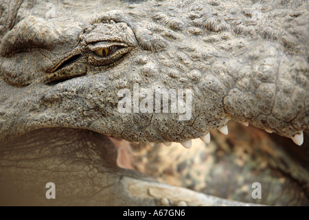 Nil-Krokodil mit offenem Mund Stockfoto