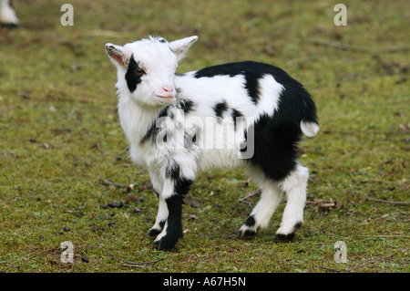 junge Hausziege - auf Wiese / Capra Aegagrus Hircus Stockfoto