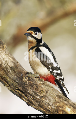 Buntspecht auf AST / Dendrocopos major Stockfoto