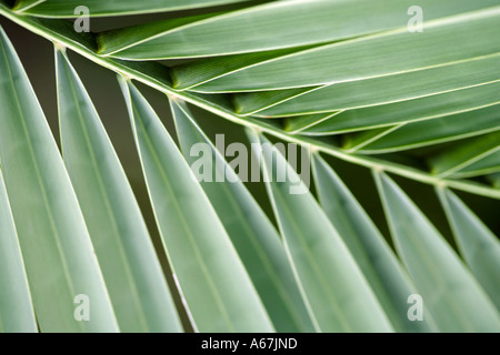 Nahaufnahme von üppigen grünen Palmwedel Baum Stockfoto