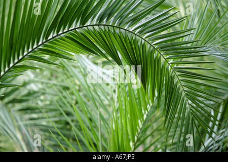 Grüne Palme Blätter Nahaufnahme Stockfoto