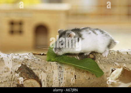 Dzhungarian Zwerg Hamster auf AST / Phodopus Sungorus Stockfoto