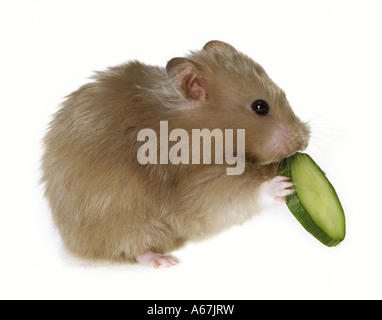 Goldhamster mit Gurken - Ausschneiden / Mesocricetus Auratus Stockfoto