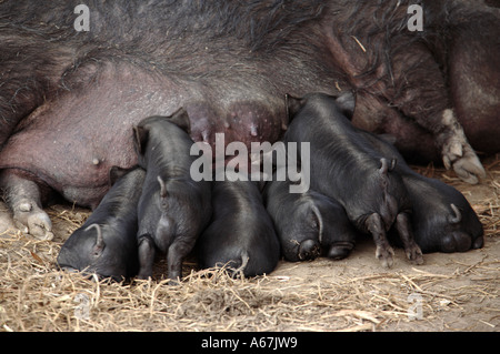 Gruppe von vietnamesischen dickbäuchige Ferkel Spanferkel auf Sau Stockfoto