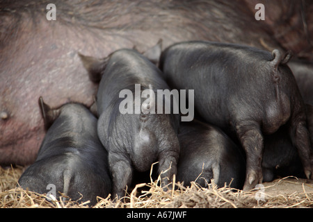 Gruppe von vietnamesischen dickbäuchige Ferkel Spanferkel auf Sau Stockfoto