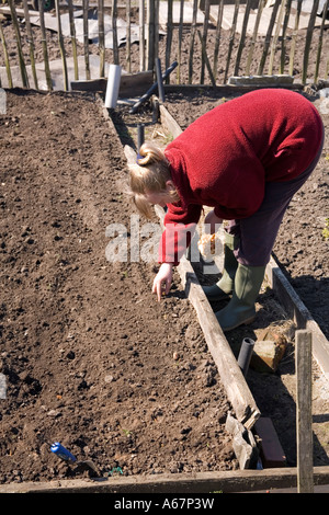 Auf die Zuteilung UK Pflanzen eine Frau Zwiebeln auf einem fertig vorbereiteten Grundstück Stockfoto