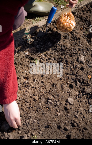 Auf die Zuteilung UK Pflanzen eine Frau Zwiebeln auf einem fertig vorbereiteten Grundstück Stockfoto