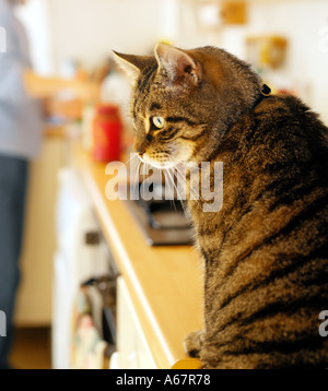 Tabby Katze saß auf Küchenseite Essen warten Stockfoto