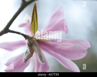 Rosa Magnolia Loebneri leonard Stockfoto