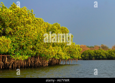 Mangroven an einem mündungsarm des Flusses Gambia, The Gambia, Afrika Stockfoto