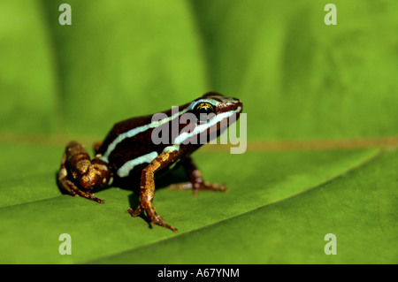 Phantasmal Pfeilgiftfrosch (epipedobates tricolor), Buenaventura, Ecuador, Südamerika Stockfoto