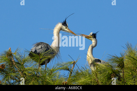 Graureiher (Ardea Cinerea) den Hof Stockfoto