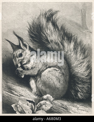 Eichhörnchen 1879 Stockfoto