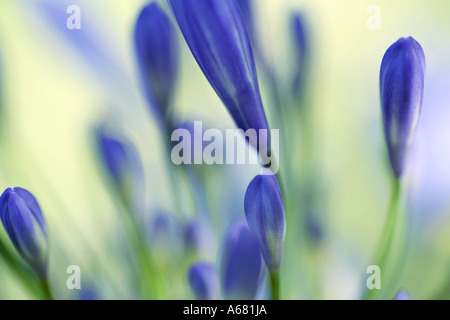 Nahaufnahme der Blüte blau lila Agapanthus Praecox Blume Stockfoto