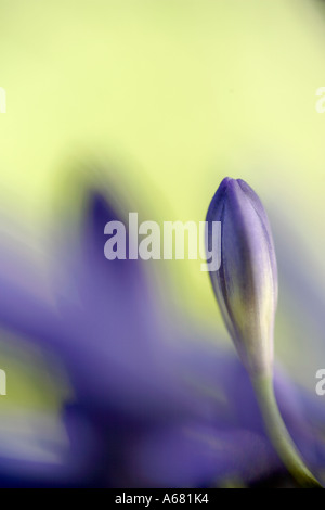 Nahaufnahme der Blüte blau lila Agapanthus Praecox Blume Stockfoto