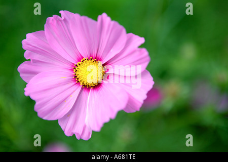Einzelne rosa Cosmos Blume, Südafrika Stockfoto
