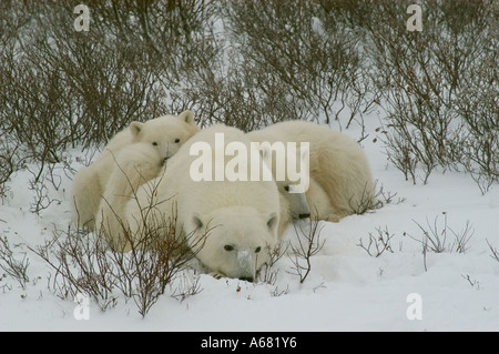 Kanadas polar Bär Land um Churchill Manitoba an Gordon Punkt und in der Nähe Cape Churchill im Wapusk National Park Stockfoto