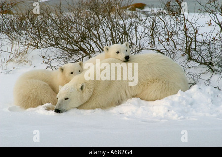 Kanadas polar Bär Land um Churchill Manitoba an Gordon Punkt und in der Nähe Cape Churchill im Wapusk National Park Stockfoto