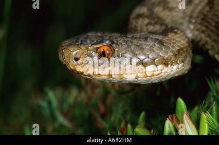 Europäische Kreuzotter (Vipera Berus), Weiblich Stockfoto