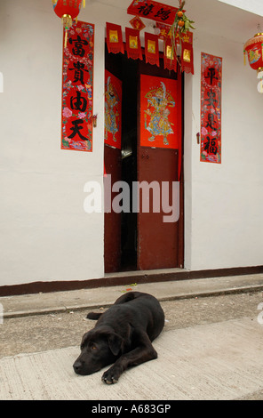 Ein Hund ruht vor dekorierten Haus während Chinese New Year in China Stockfoto