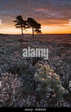 Sonnenaufgang an einem frostigen Winter Morgen im New Forest National Park Stockfoto