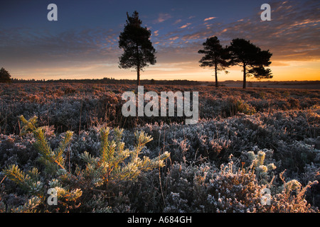 Sonnenaufgang an einem frostigen Winter Morgen im New Forest National Park Stockfoto