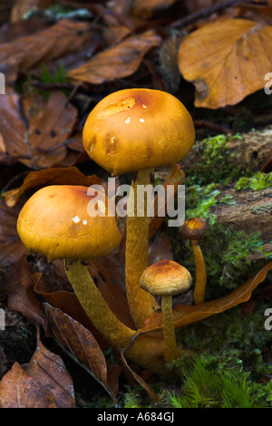 Orange farbigen Pilze wachsen auf dem Wald-Teppich Stockfoto