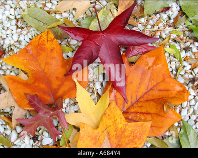 buntes Laub auf weißen Kieselsteinen Stockfoto