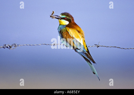 Europäische Biene-Esser (Merops Apiaster) thront auf Stacheldraht mit Gefangenen Nachtfalter im Schnabel Stockfoto