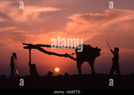 Ägypten Nil Delta Waterbuffalo angetrieben durch ein kleiner Junge geht um in endlose Kreise zeichnen Wasser aus einem Brunnen Stockfoto