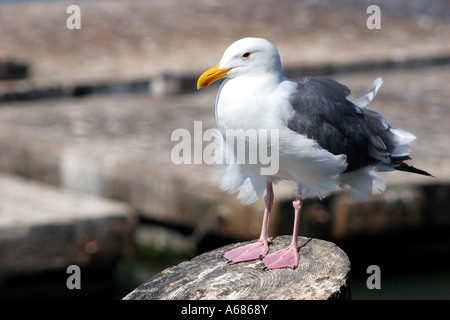 Möwe stehend auf Holzpfosten, San Francisco, CA, USA Stockfoto