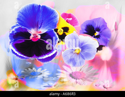 Blaue und violette Pansy Veilchen, digitale Manipulation Stockfoto