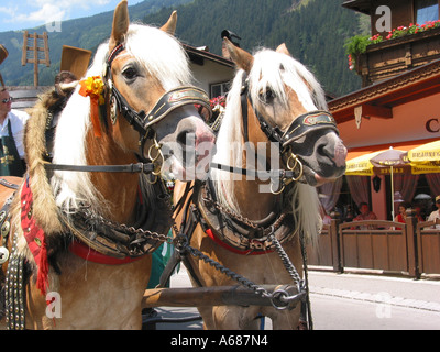 Zwei Haflingerpferde beim jährlichen Festival Mayrhofen Zillertal Tirol Österreich Stockfoto