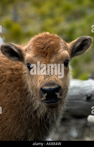 Baby Buffalo volles Gesicht Stockfoto