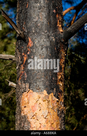 Nahaufnahme von Brandschäden auf Kiefer Baum Stamm ( pinus sylvestris ) . Rinde durch das Feuer verbrannt, Finnland Stockfoto