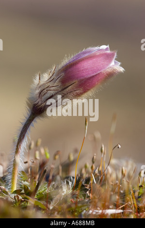 Frühling Anemone ( Pulsatilla vernalis ) blüht im Frühling , Finnland Stockfoto