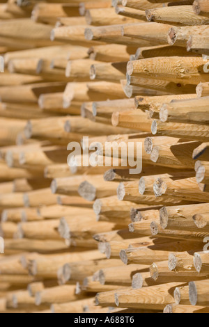 Nahaufnahme von den Spitzen der frischen neuen Holzpflöcke in einem Stapel Stockfoto