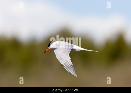 Seitenprofil einer erwachsenen Seeschwalbe ( Sterna hirundo ), die durch , Finnland fliegt Stockfoto